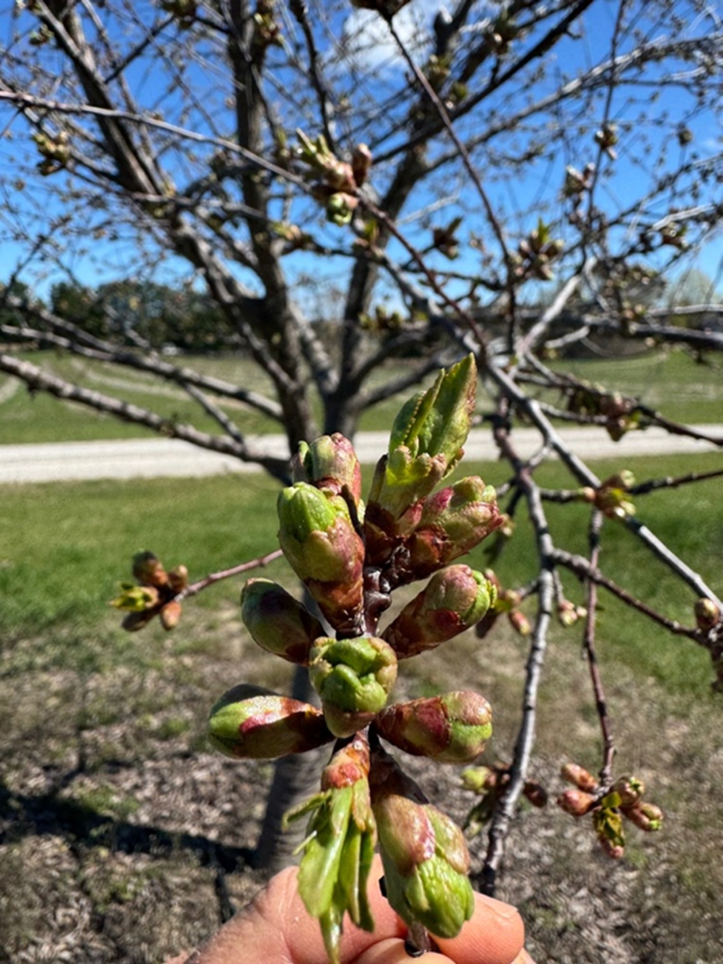Close-up of Montmorency cherry buds at&nbsp;early&nbsp;development stage, showing swollen green buds with reddish tips on a branch, with an orchard and blue sky blurred in the background.&nbsp;